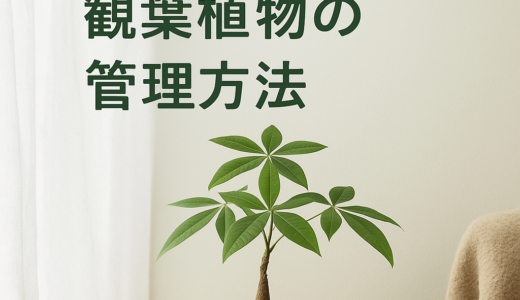 【2025年版】冬でも枯らさない観葉植物の育て方｜温度・日当たり・水やりの完全ガイド