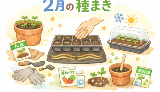 2月に蒔きたい種5選｜早すぎない・失敗しにくい春の準備