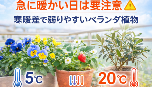 急に暖かい日は要注意｜寒暖差で弱りやすいベランダ植物