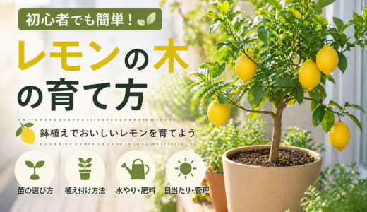 【初心者向け】プランターでレモンの木を育てる完全ガイド｜5月の植え付けと失敗しない育て方