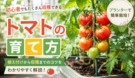 大玉・中玉トマトの育て方｜失敗しない芽かき・支柱・水やりのコツ