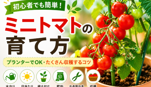 ミニトマトの育て方｜水やり・わき芽かきの仕組みを理解してベランダで成功させるコツ