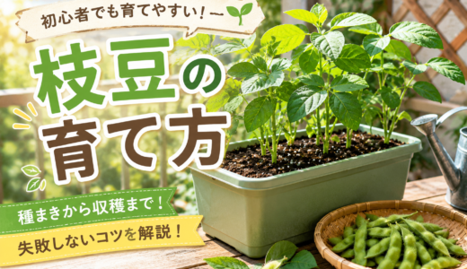 【初心者向け】枝豆の育て方｜プランターで失敗しない種まきから収穫までのコツ
