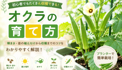 【初心者向け】オクラの育て方完全ガイド｜プランターで失敗しない植え付けから収穫まで
