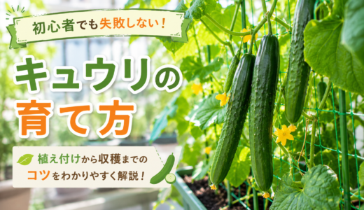 キュウリの育て方完全ガイド｜プランターで収穫するコツと失敗しない夏の管理術