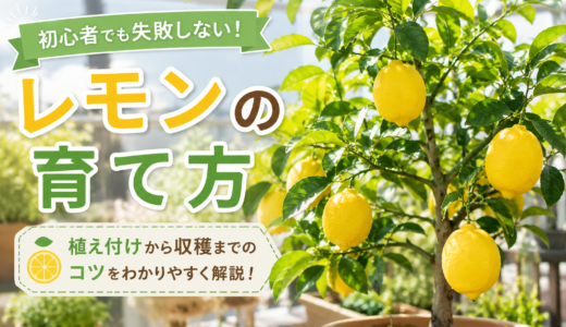 レモンの育て方完全ガイド｜鉢植えで実をならせる失敗しないコツ