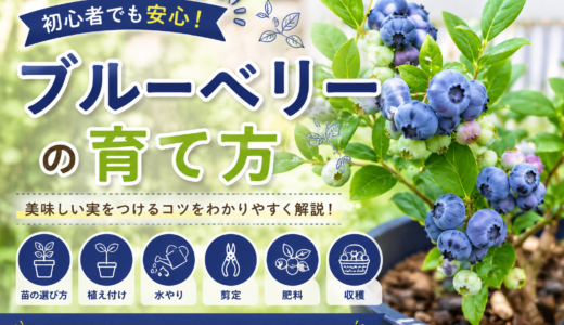 【初心者向け】ブルーベリーの育て方完全ガイド｜鉢植えで失敗しない品種選びと管理