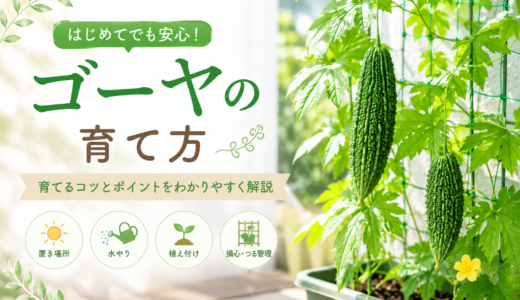 【初心者向け】ゴーヤの育て方完全ガイド｜緑のカーテンを作る植え付け・摘心・収穫のコツ