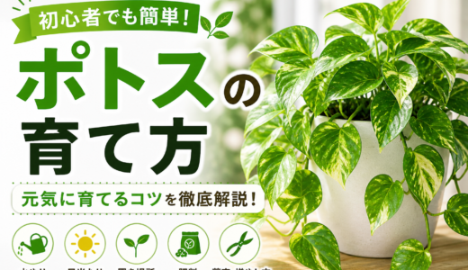 【初心者向け】ポトスの育て方完全ガイド｜初心者でも枯らさない丈夫な緑を育てるコツ
