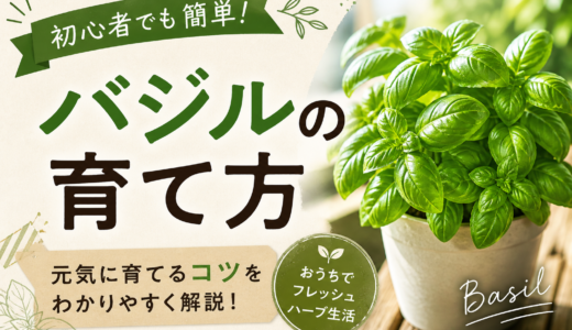 【初心者向け】バジルの育て方完全ガイド｜摘心・収穫・肥料のコツ