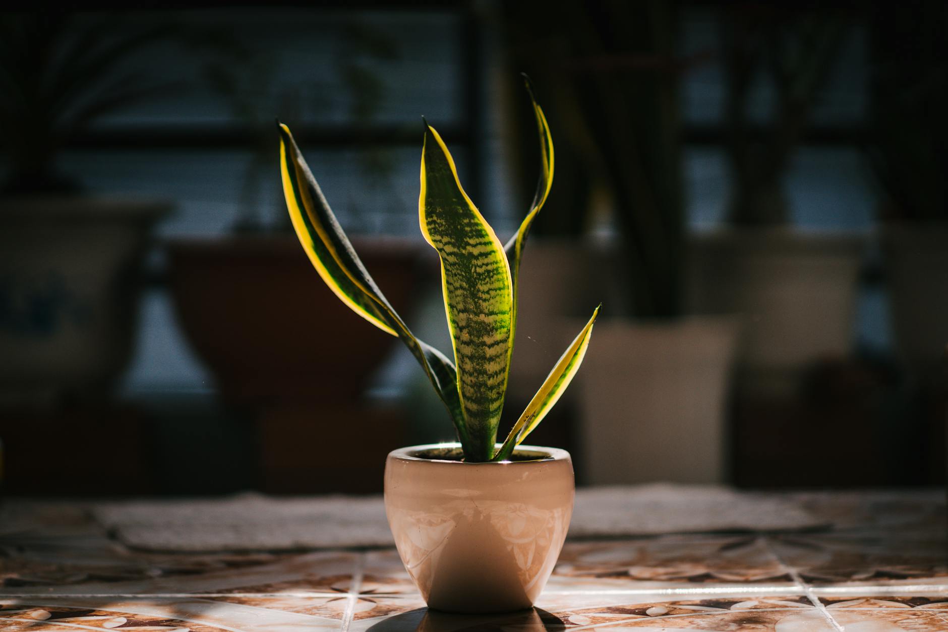 日光を浴びるサンスベリアの鉢植え