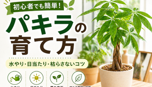 パキラの育て方｜水やり・置き場所の仕組みを理解して長く育てるコツ