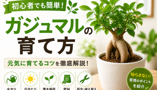 【初心者向け】ガジュマルの育て方完全ガイド｜精霊宿る木を元気に育てるコツ