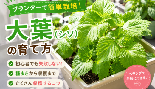 【初心者向け】シソ（大葉）の育て方完全ガイド｜摘心・収穫・肥料のコツ