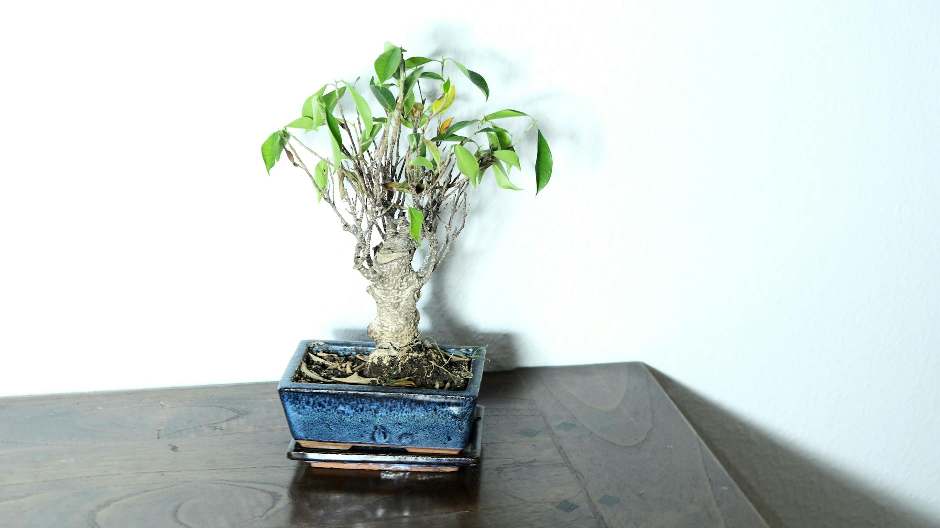 緑の葉と太い幹を持つガジュマルの鉢植え