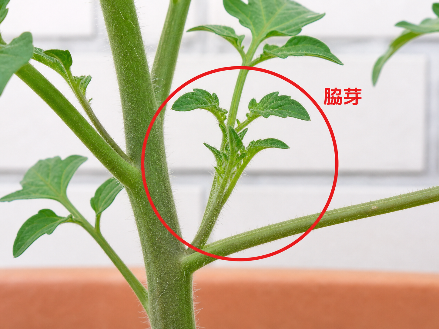 ミニトマトのわき芽(主軸と葉の付け根から生える小さな芽)の位置を示した解説画像