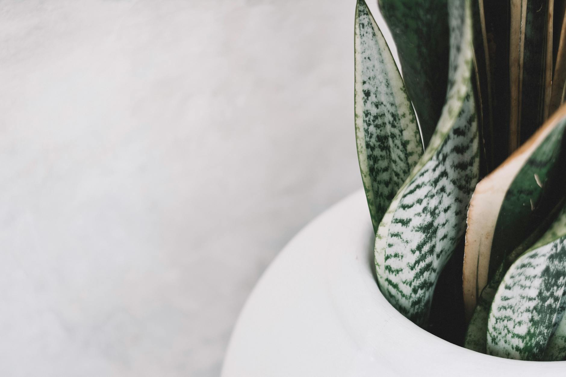 白い鉢に植えられたサンスベリアの葉のクローズアップ