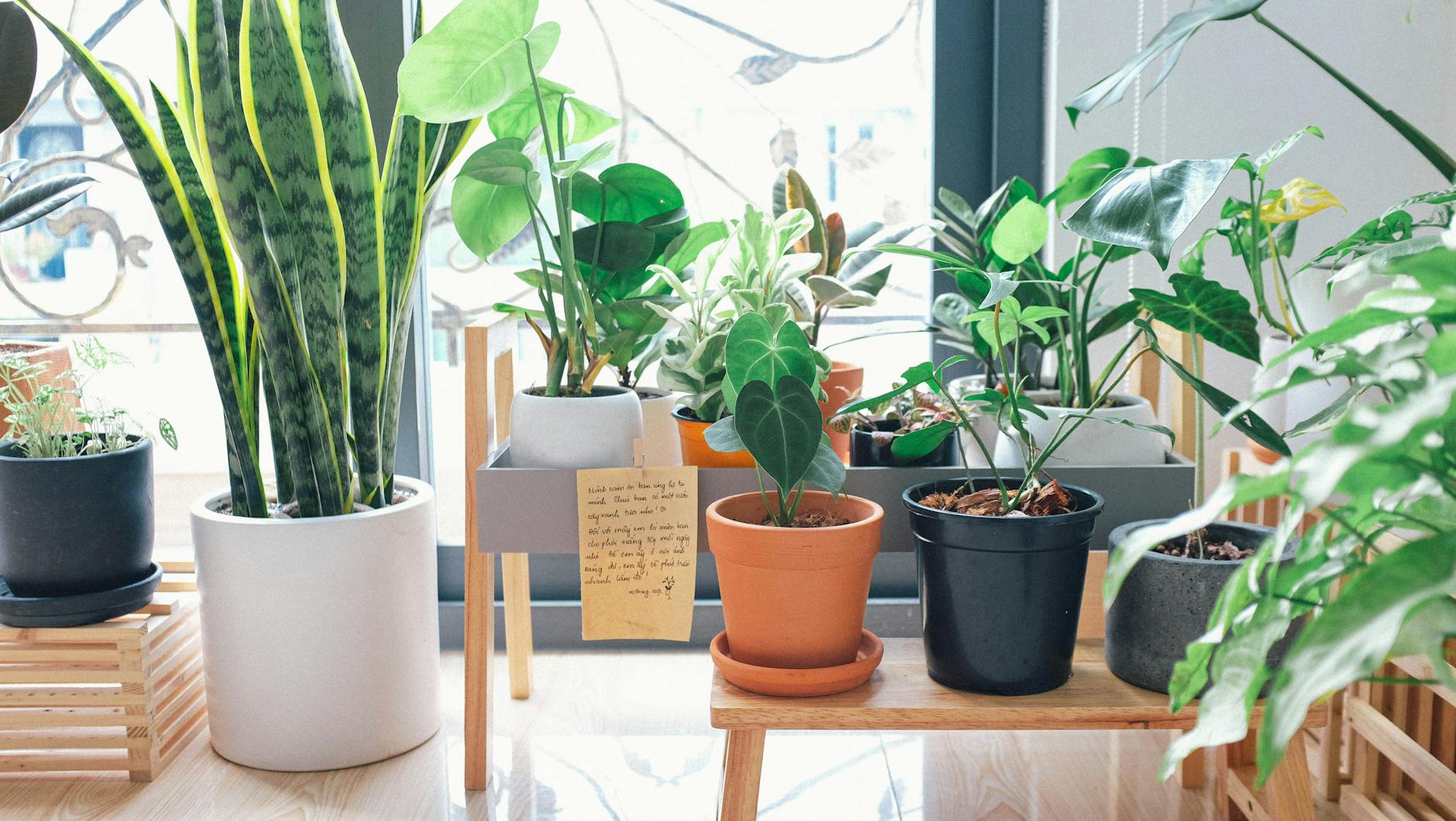 窓辺に並ぶサンスベリアと観葉植物