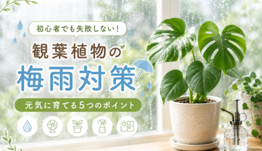 【初心者向け】梅雨の室内観葉植物ケア5選｜根腐れ・蒸れを防ぐ6月の管理術