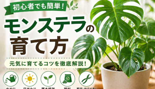 【初心者向け】モンステラの育て方完全ガイド｜あの大きな葉を元気に育てるコツ