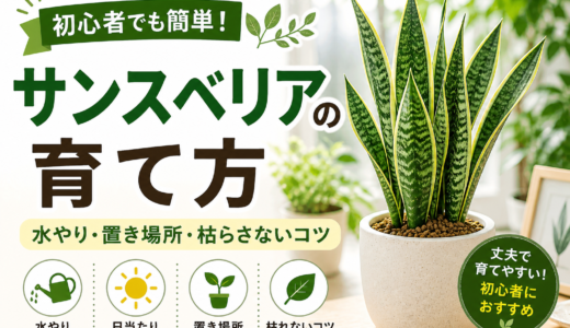 【初心者向け】サンスベリアの育て方完全ガイド｜枯らさない水やりと置き場所のコツ