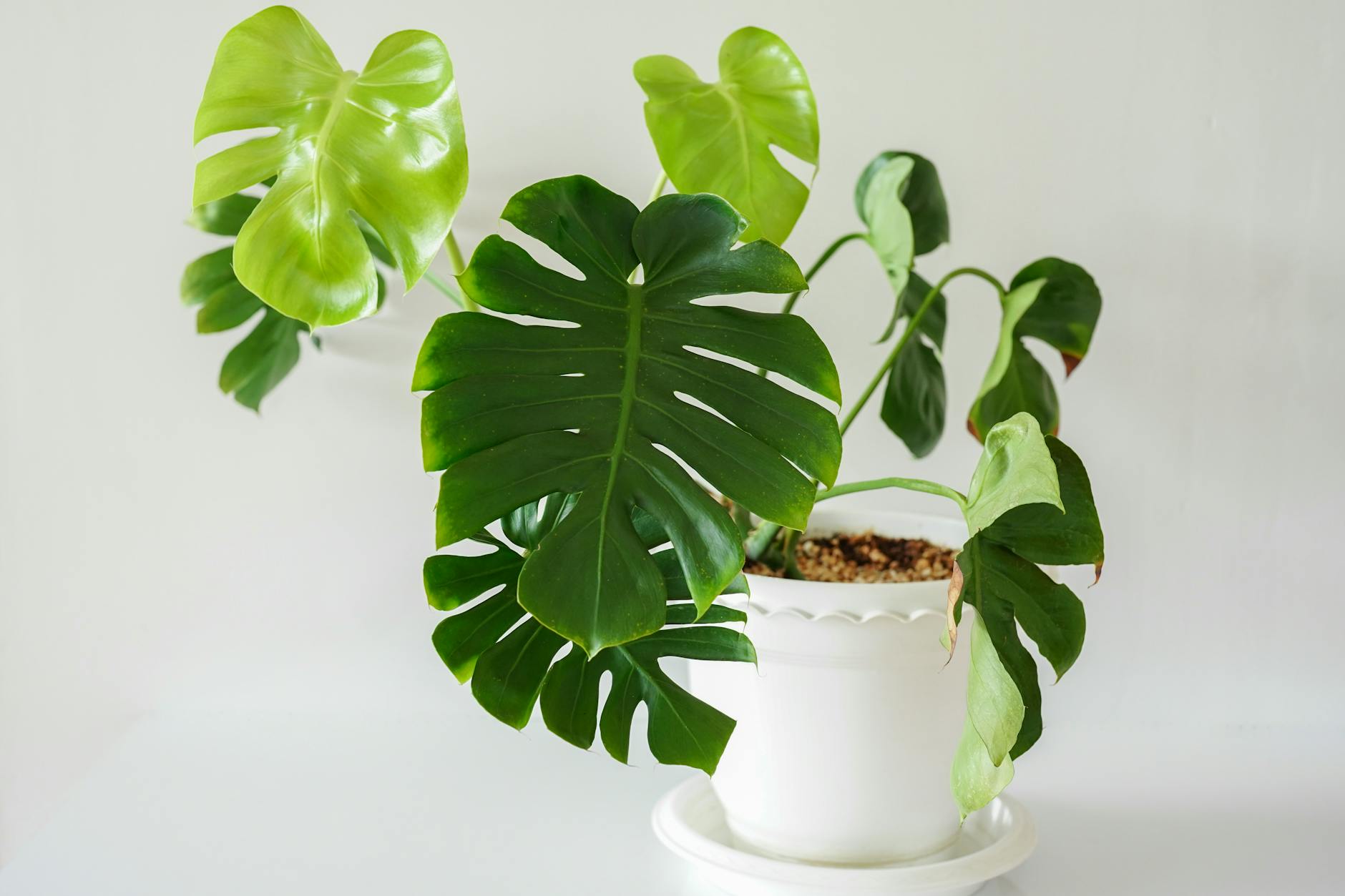 白い鉢に植えられた切れ込みのあるモンステラの葉