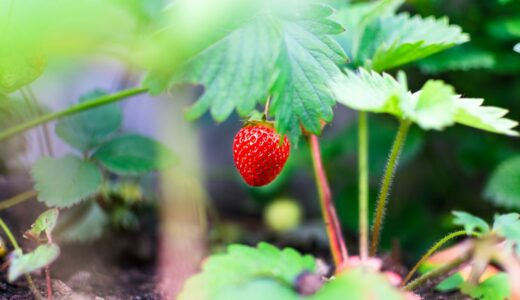 【初心者向け】いちごの育て方完全ガイド｜秋植え・冬越し・収穫まで失敗しない手順