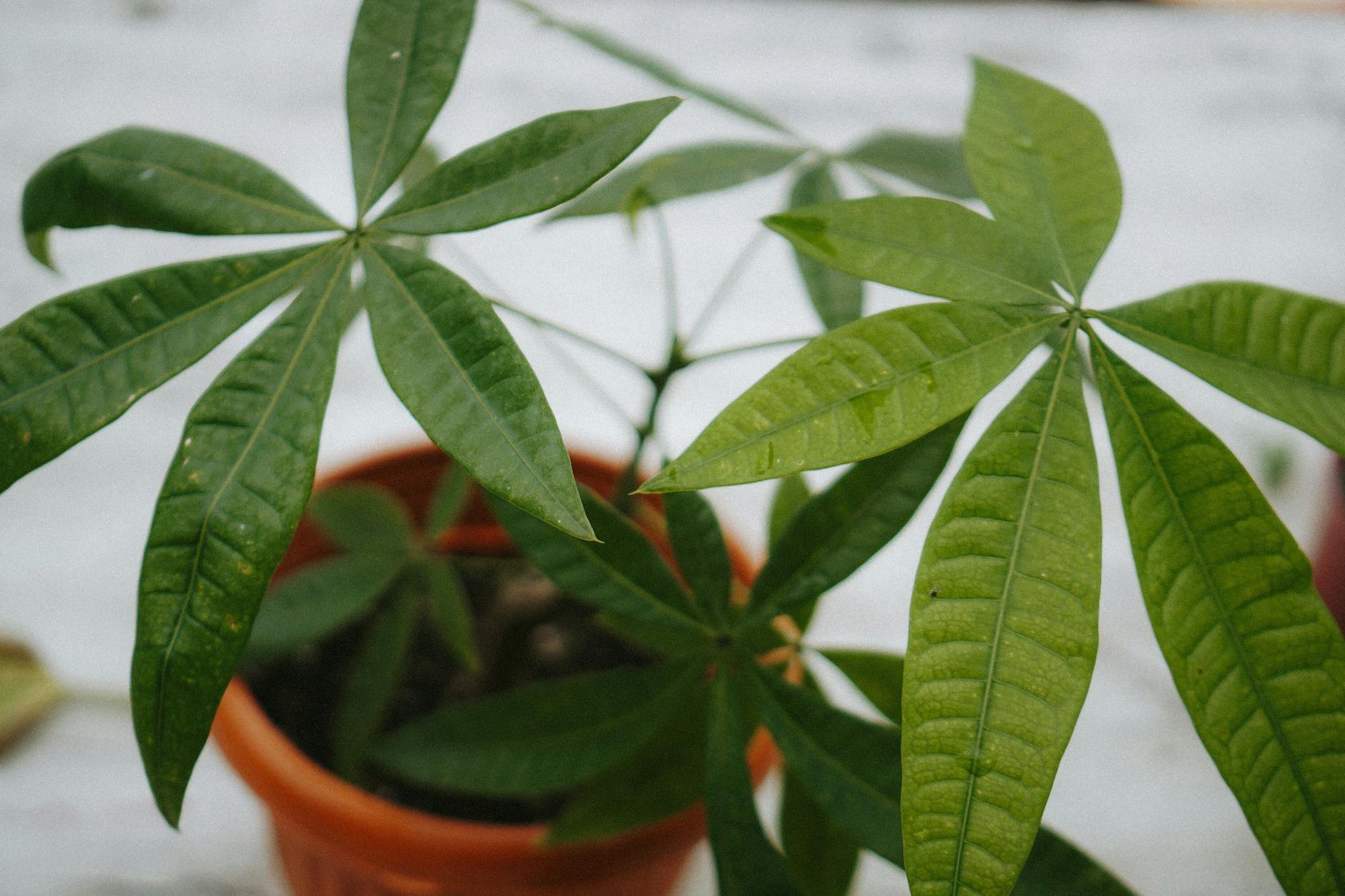 テラコッタの鉢に植えられたパキラの葉のクローズアップ