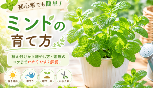 【初心者向け】ミントの育て方完全ガイド｜プランターで失敗しない管理・収穫・増やし方