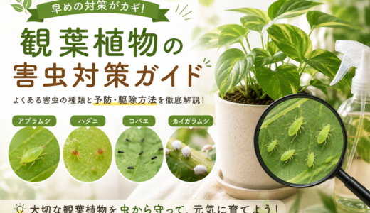 観葉植物の害虫対策完全ガイド｜初心者でも安心なニームオイルとニームペレットの使い方