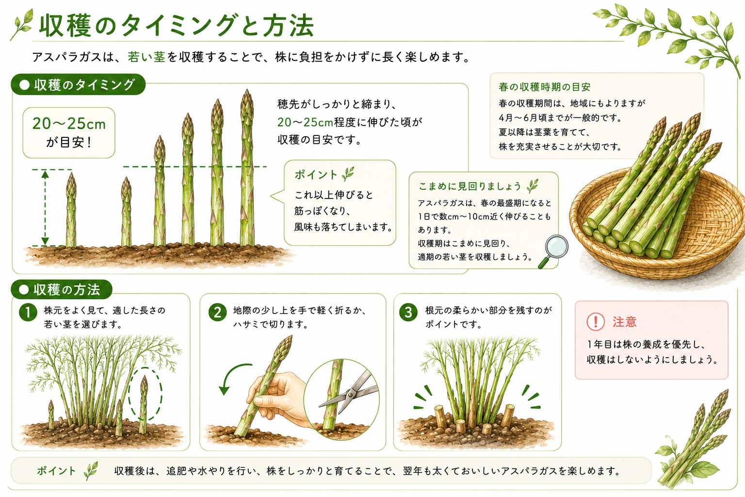 アスパラガスの収穫タイミングと方法の図解（収穫の目安は20〜25cm、ハサミで根元から切る3ステップ）