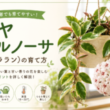 ホヤ カルノーサ（サクララン）の育て方