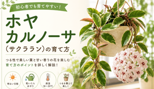 ホヤ カルノーサ（サクララン）の育て方完全ガイド｜初心者でも花を咲かせる管理のコツ