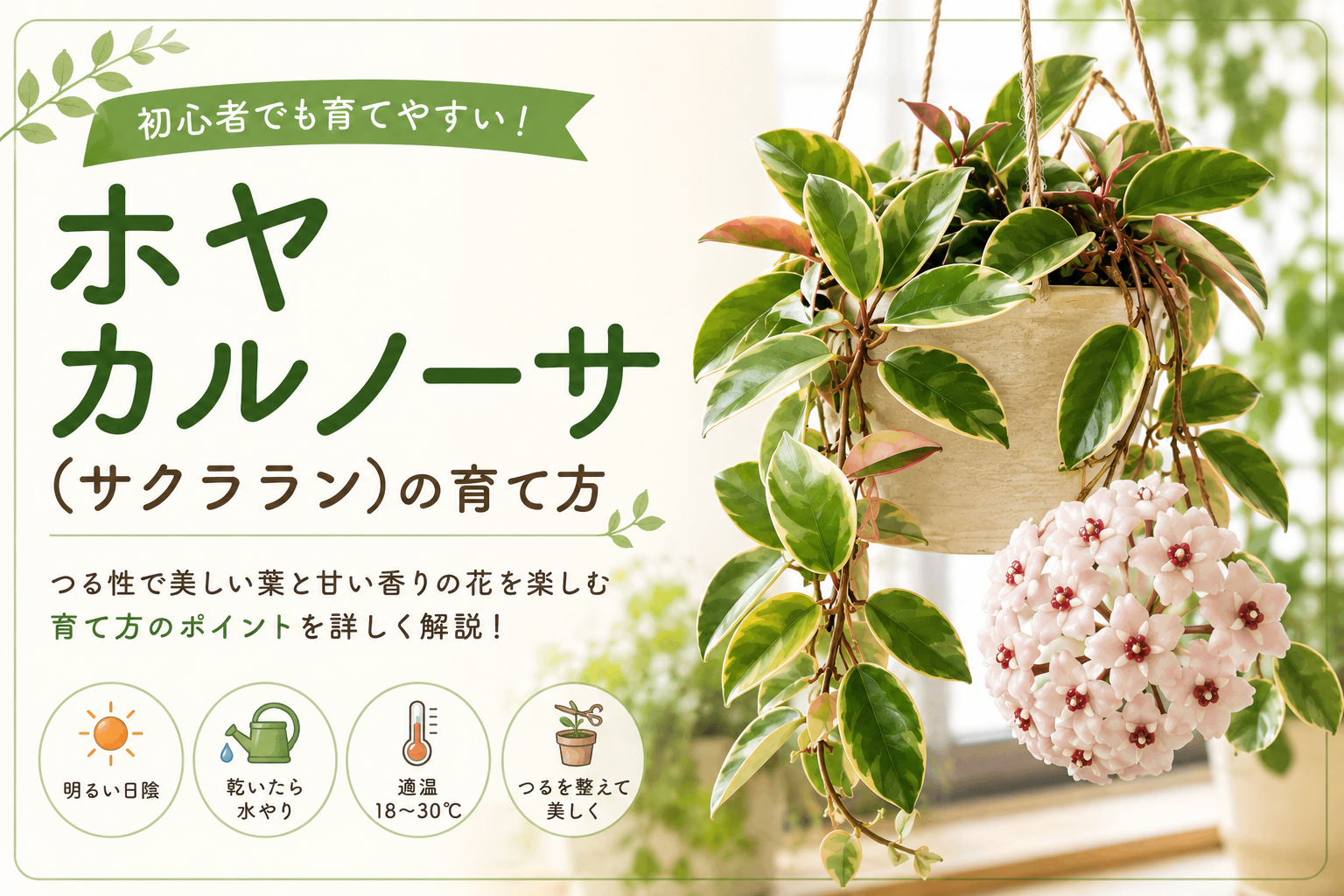 ホヤ カルノーサ（サクララン）の育て方完全ガイド｜初心者でも花を