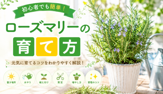 ローズマリーの育て方完全ガイド｜初心者でも枯らさない水やり・剪定・増やし方