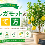 ベルガモットの育て方