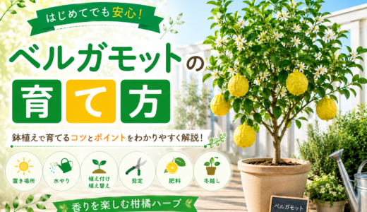 ベルガモットの育て方完全ガイド｜鉢植えで失敗しない日当たり・水やり・収穫のコツ
