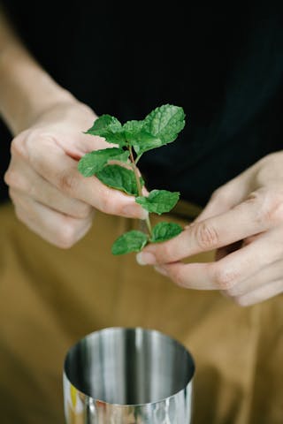 摘みたてのミントの枝を手に持つ様子