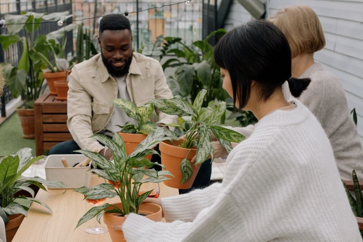 観葉植物の植え替え作業のようす