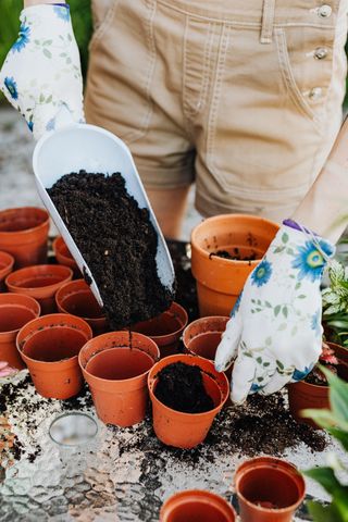 観葉植物の植え替えと元肥の混ぜ込み