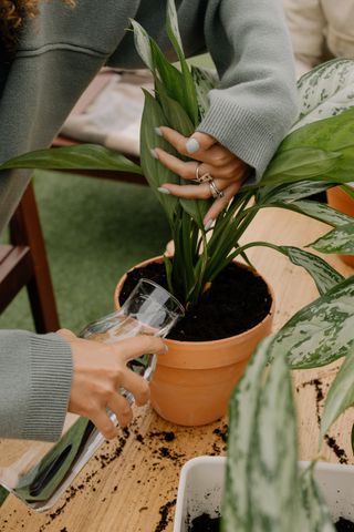 観葉植物への液体肥料の与え方