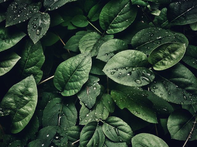 観葉植物の葉を丁寧に確認する
