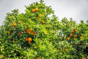 木になるみかん（温州みかん）の実