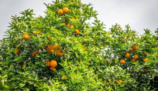 みかんの育て方完全ガイド｜鉢植えで失敗しない水やり・剪定・収穫のコツ