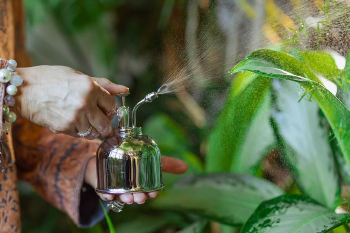 観葉植物にたっぷり水やりする