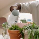 観葉植物の夏の水やり