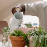 観葉植物の夏の水やり