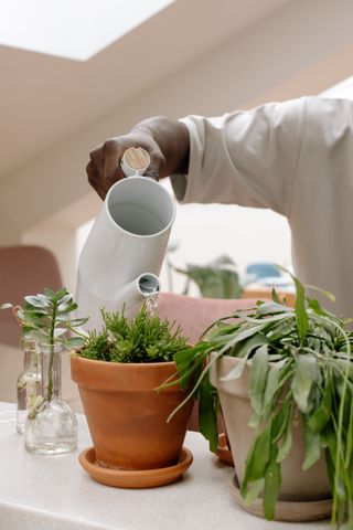 観葉植物の夏の水やり