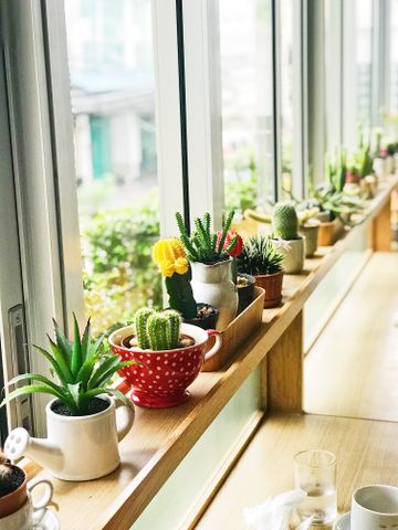 日当たりのよい窓辺に並べた多肉植物とサボテン