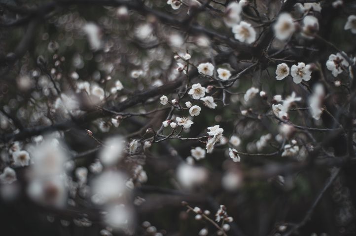 白い梅の花が咲いた枝